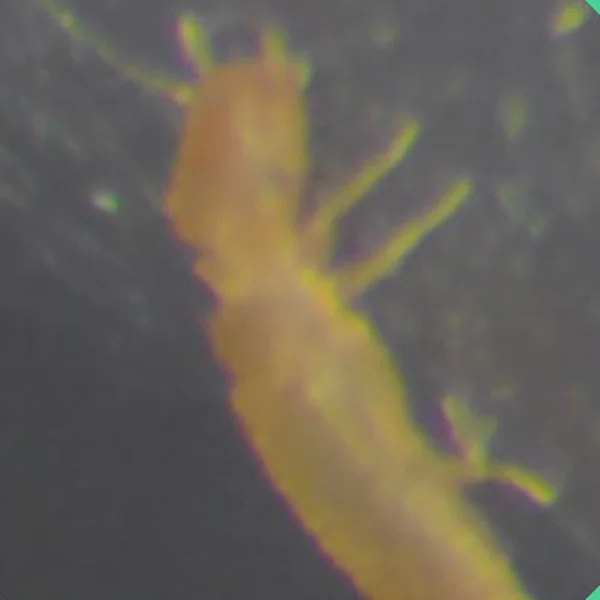 Insecto visto al microscopio dentro del Meta Quest 3S